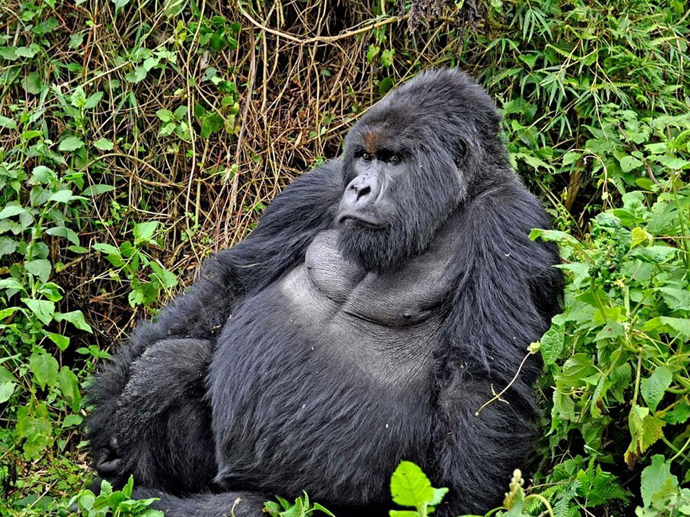 virunga-national-park